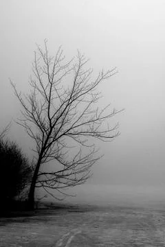 Tree in Fog Stock Photos
