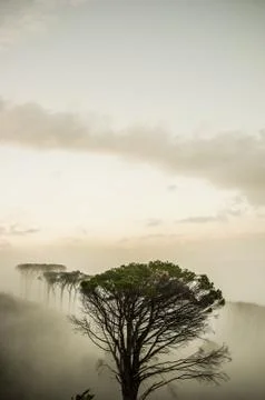 Tree in fog Stock Photos