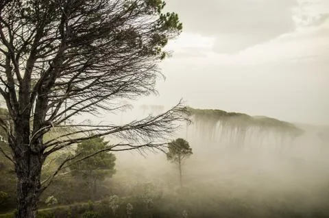 Tree in fog Stock Photos
