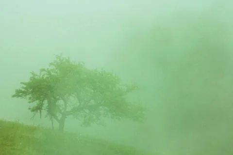 Tree in the fog Stock Photos