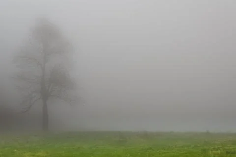 Tree in the fog Stock Photos