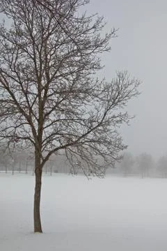 Tree in a fog Stock Photos