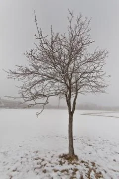 Tree in a fog Stock Photos