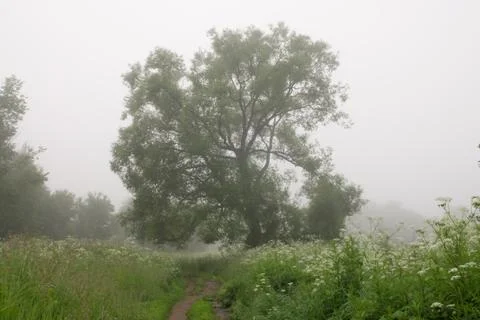Tree in fog Stock Photos
