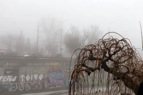 Tree in the fog Stock Photos