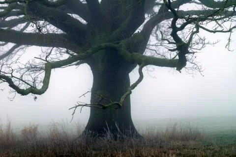 Tree in the fog Stock Photos