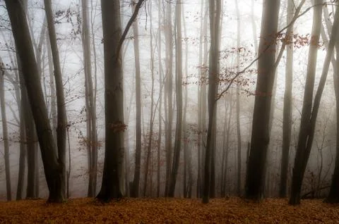 Tree in the fog Stock Photos