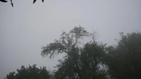 Tree in the fog Stock Photos
