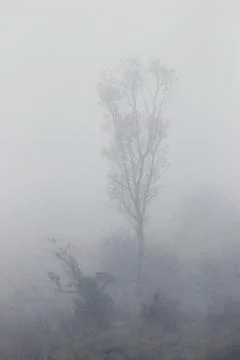 Tree in fog Stock Photos