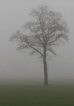 Tree in the fog. Stock Photos