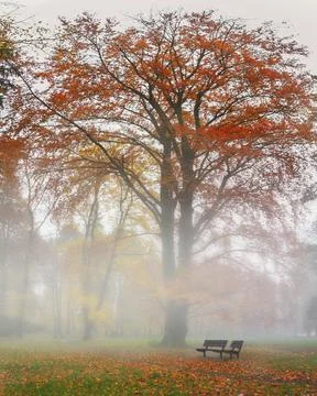 Tree in the fog Stock Photos