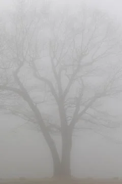 Tree in the Fog Stock Photos