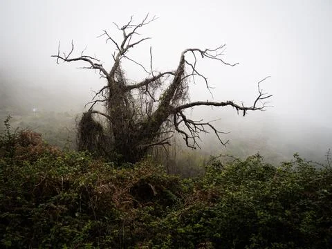 Tree into fog 스톡 사진