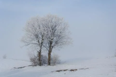 Tree is in fog in winter Stock Photos