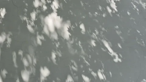 Tree foliag shadow on white wall serene calm background Video stock 323297088