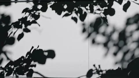 Tree foliag shadow on white wall serene calm background Stock Footage 337602909