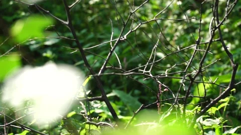 Tree foliage and spiderweb bokeh in the foreground Stock Footage 138683013
