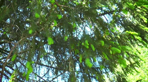 Tree, foliage Stock Footage 50584600