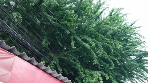 Tree foliage growing through messy power lines Stock Footage 319522769