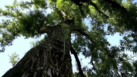 Tree foliage looking up. shot motorized slider. Video stock 8681948