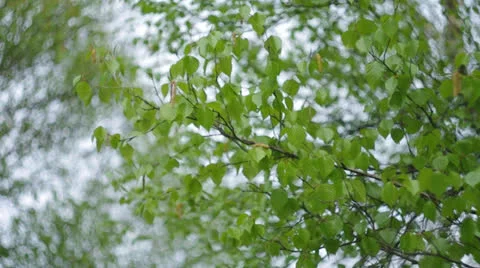 Tree foliage. Nature composition. Stock Footage 24833388