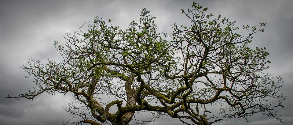 Tree foliage panorama Stock Photos