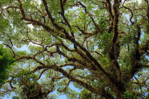 Tree foliage in rainforest Stock Photos