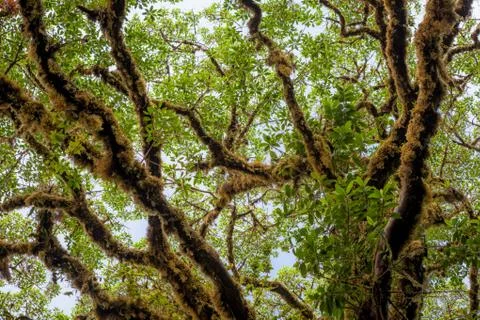 Tree foliage in rainforest Stock Photos