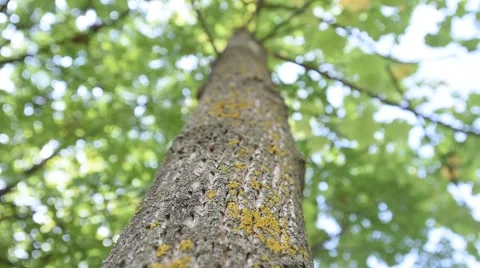 Tree foliage seen from below Видео 66516989