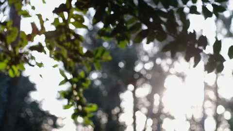 Tree Foliage swinging in the breeze at sunset with heavy bokeh. Slow Motion Stock Footage 217872953
