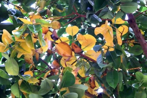 Tree foliage with wide dense leafs. Stock Photos