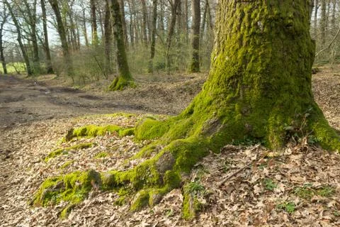 Tree foot Stock Photos