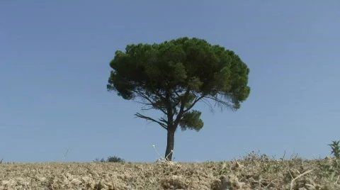 Tree Stock Footage 86355