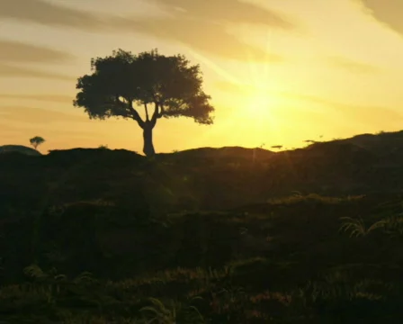 Tree Stock Footage 337628