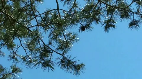 Tree Stock Footage 397220