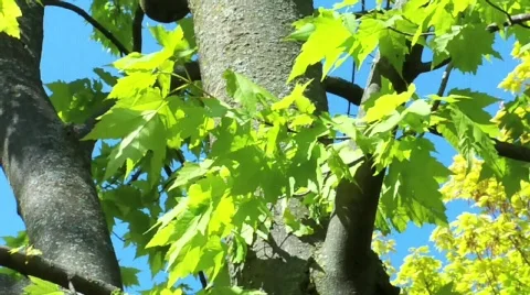 Tree Stock Footage 397268