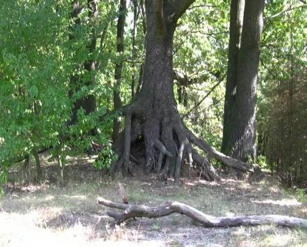 Tree Vídeo Stock 519864