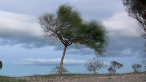 Tree 库存影片 592937