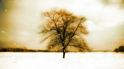 Tree Stock-Footage 621414