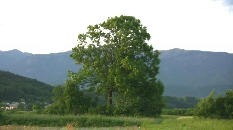 Tree Stock Footage 716439