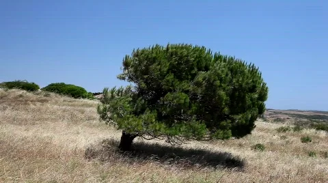 Tree Stockbeeldmateriaal 772900