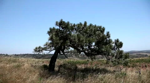 Tree   Vidéo 772922