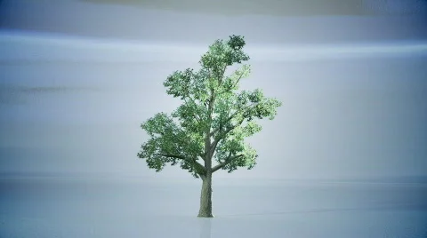 Tree Stock Footage 788327