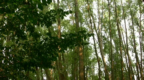 Tree Stock Footage 855982