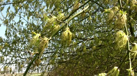 Tree Stock Footage 858266