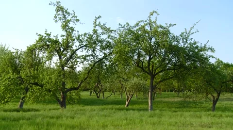 Tree Stock Footage 904491