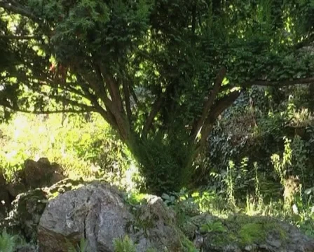 Tree Stock Footage 1078792