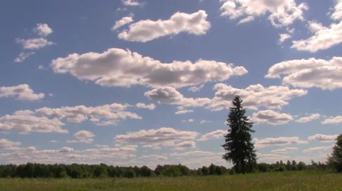 Tree Video stock 6014251