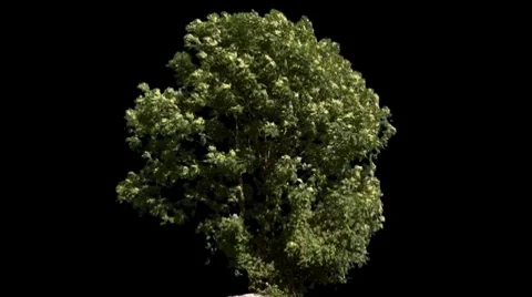 Tree  Видео 7739717