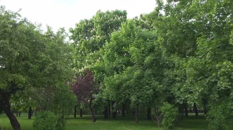 Tree Vidéo 8776639